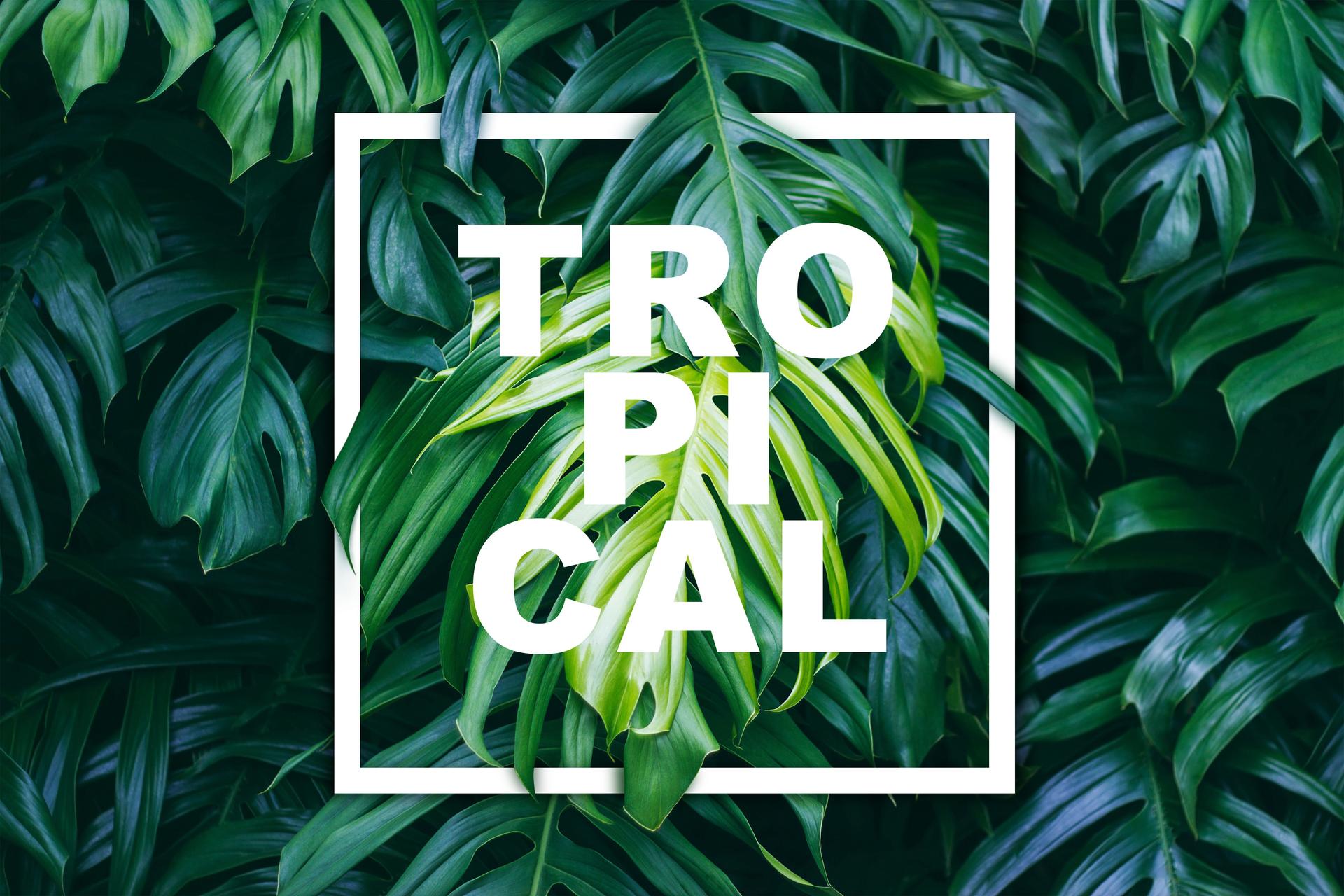 Tropical green leaves with white paper frame and text, nature concept